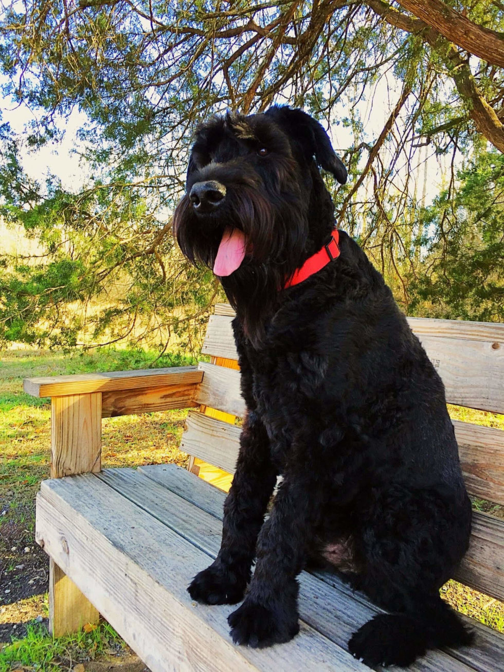 Best Vet In Corbin, KY 40701 Corbin Animal Clinic