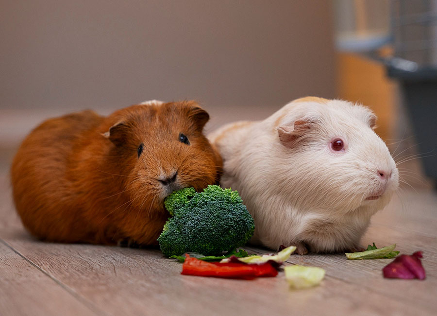 Two guinea pigs on a wooden floor