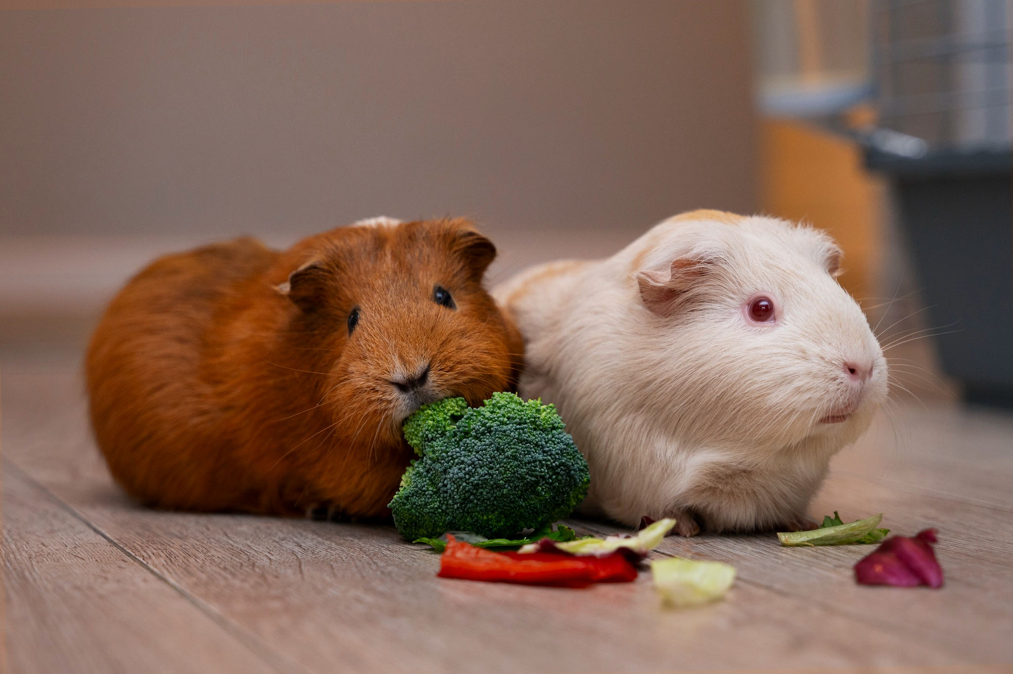 Two guinea pigs on a wooden floor