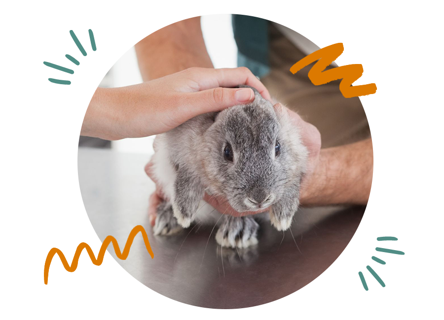 person touching a rabbit